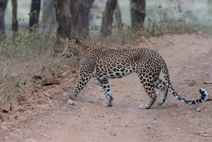 Jaipur: Jhalana/Amargarh Leopard Safari Private Tour - Leaving Jaipur in a private air-conditioned car