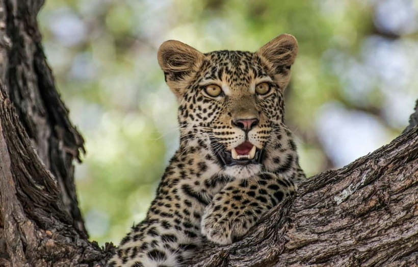 Jaipur: Jhalana leopard safari private tour - Key points to know before booking