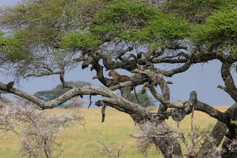 Jaipur: Jhalana leopard safari private tour - Why Jhalana is a tempting wildlife break from Jaipur