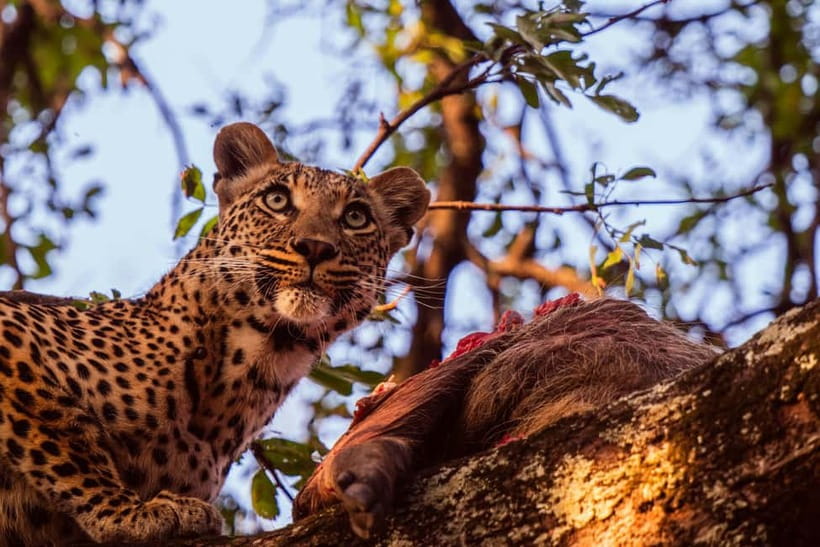 Jaipur: Jhalana leopard safari private tour - The 4x4 safari and its rough tracks