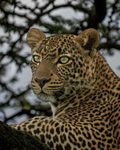 Jhalana leopard safari private tour