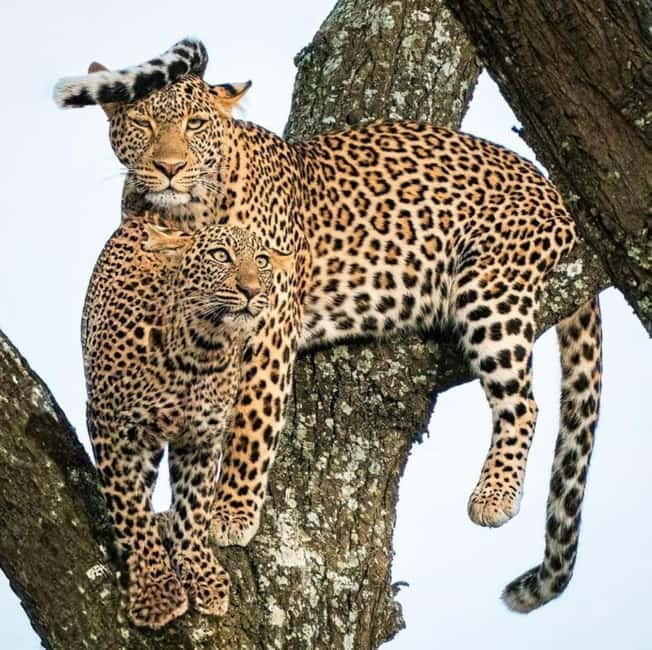 Jaipur: Jhalana leopard safari private tour - Is $60 per person fair value?
