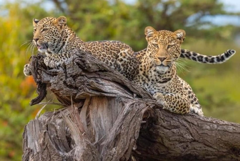 Jaipur: Jhalana leopard safari private tour - Timing, comfort, and what to bring