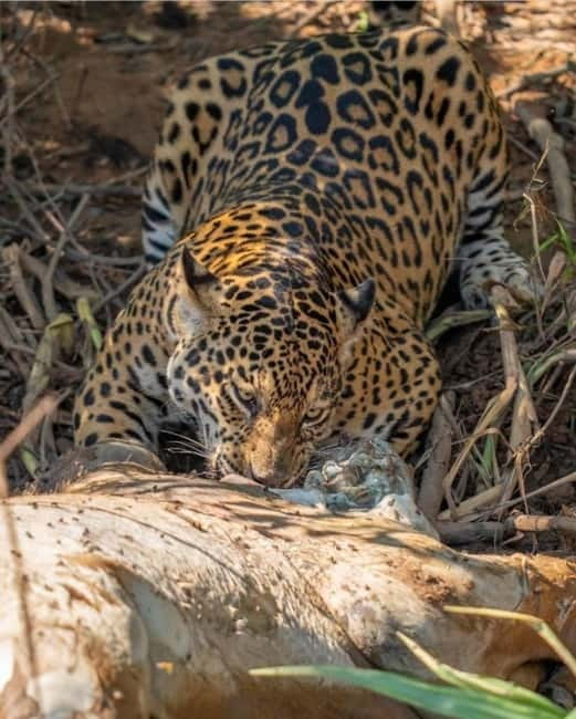 Jaipur: Jhalana leopard safari private tour - How to get the most from a wildlife drive