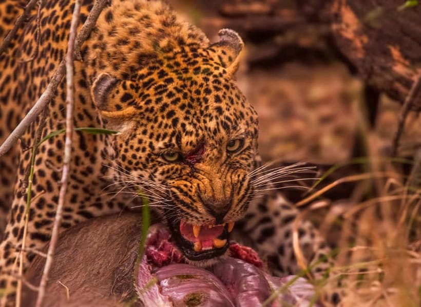 Jaipur: Jhalana leopard safari private tour - Who should book Jhalana Leopard Safari?