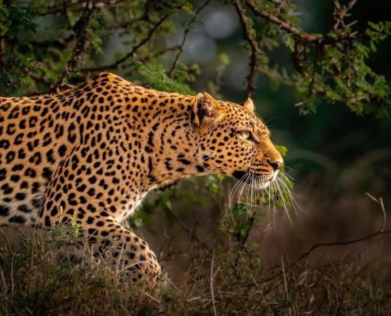 Jaipur: Jhalana leopard safari private tour - Should you book it?