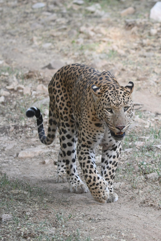 Jaipur: Jhalana Leopard Safari Tour - The meeting point and what is not included