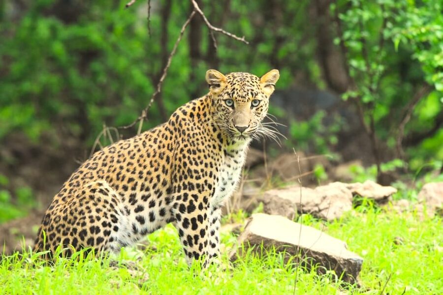 Jaipur: Jhalana Leopard Safari Tour - Rules that protect the wildlife
