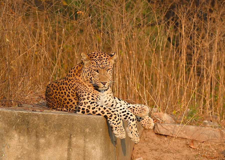 Jaipur: Jhalana Leopard Safari Tour - What the 2.5-hour safari feels like