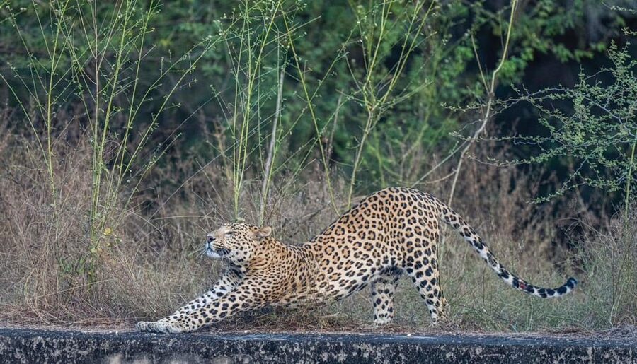 Jaipur: Leopards Safari Tour at Jhalana l Spot Wild Animals - Key points before you book