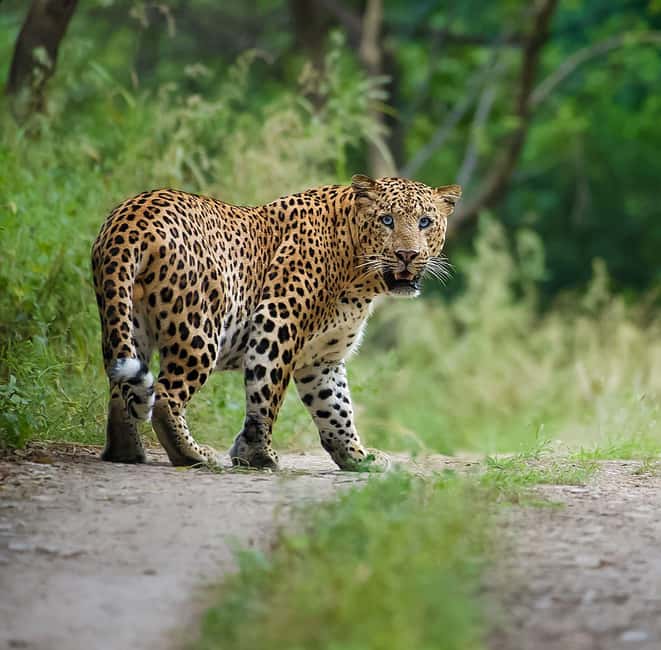 Jaipur: Leopards Safari Tour at Jhalana l Spot Wild Animals - Why Jhalana works for a short Jaipur wildlife outing