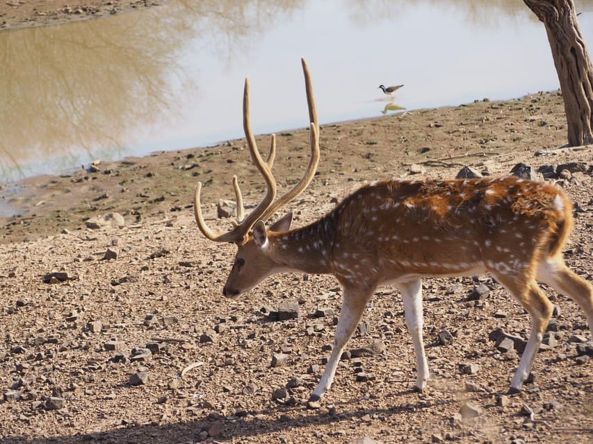 Jaipur: Leopards Safari Tour at Jhalana l Spot Wild Animals - The animals you might see in Jhalana