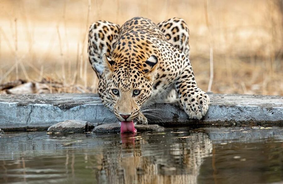 Jaipur: Leopards Safari Tour at Jhalana l Spot Wild Animals - The hilltop hunting lodge and scenic views