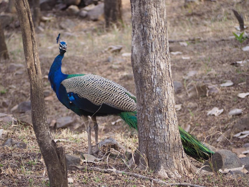 Jaipur: Leopards Safari Tour at Jhalana l Spot Wild Animals - What the $109 price means in practical terms