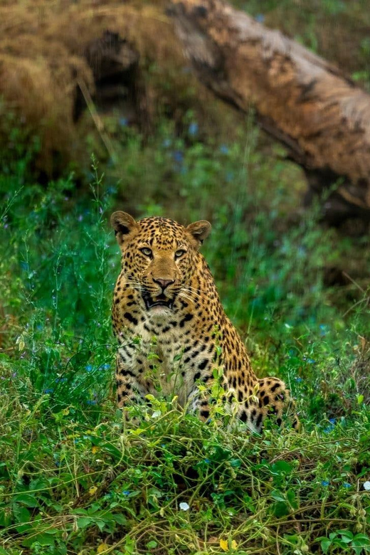 Jaipur: Leopards Safari Tour at Jhalana l Spot Wild Animals - Clothes, cameras, and rules that affect your day