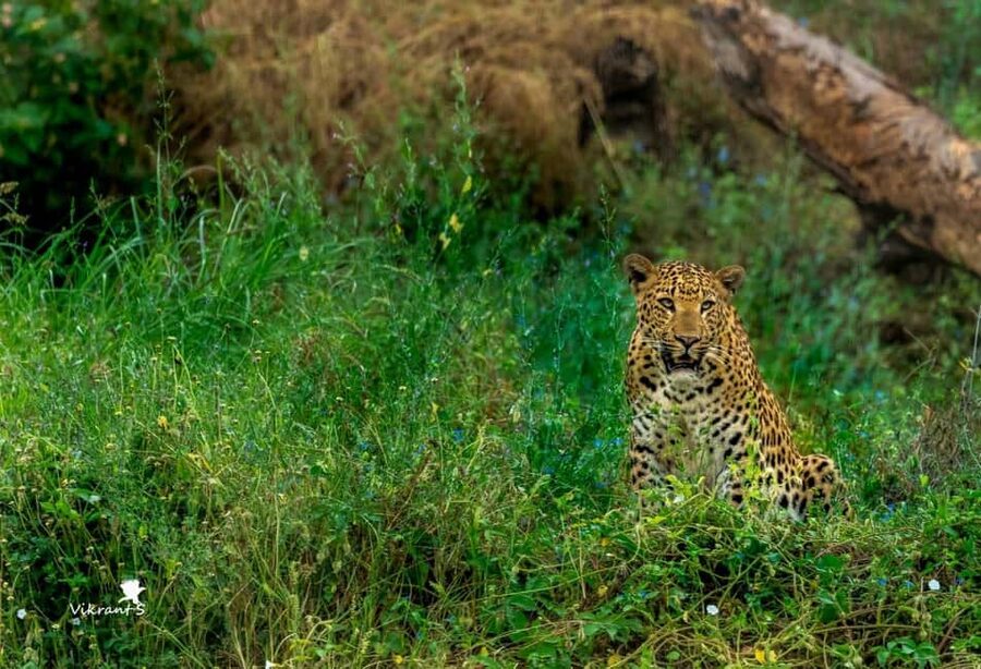 Jaipur: Leopards Safari Tour at Jhalana l Spot Wild Animals - Who will enjoy this safari most