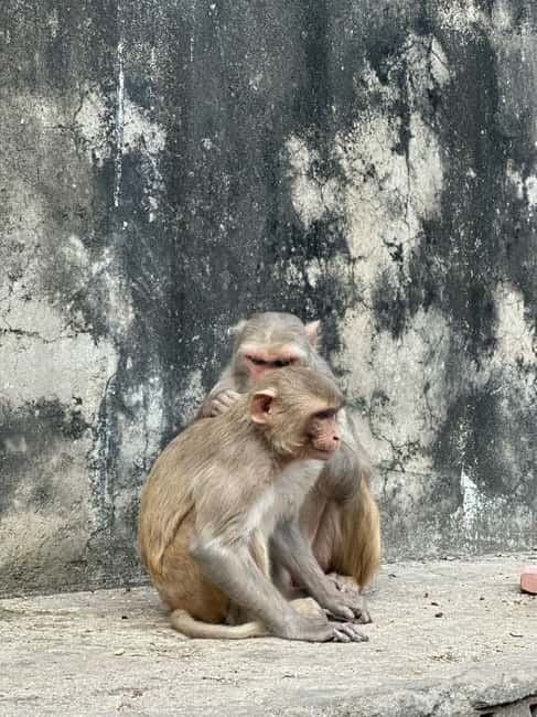 Jaipur: Monkey Temple and Sun Temple Guided Tour - What makes Galta Ji different from Jaipur’s grand palaces