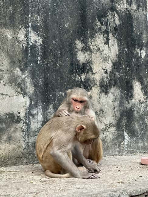 Jaipur: Monkey Temple and Sun Temple Guided Tour - Starting with a hotel pickup in Jaipur