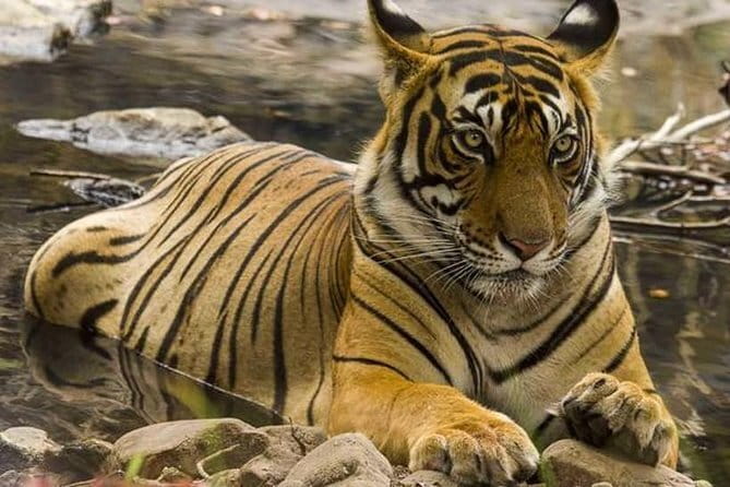 Jaipur Nahargarh Sunset and Night Lights Tour - Is $9.08 per person good value?