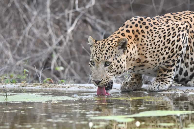 Jaipur: Private Jhalana Leopard Safari Tour - Key points to know before you go
