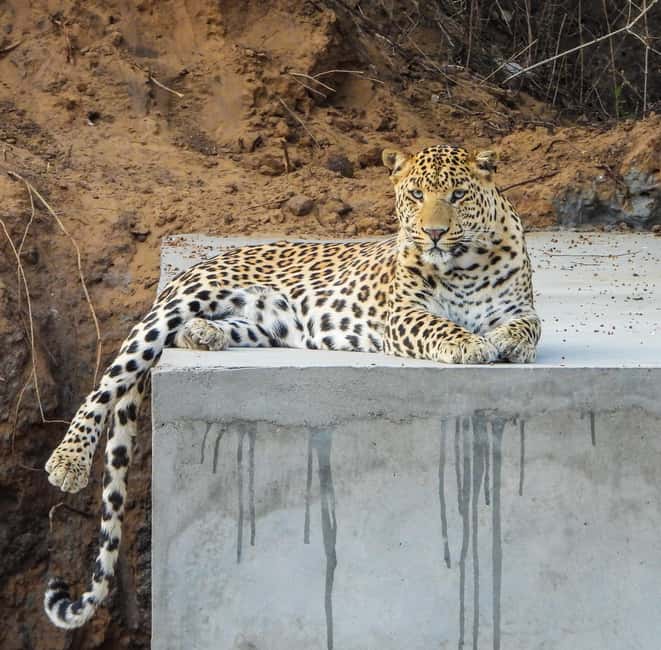 Jaipur: Private Jhalana Leopard Safari Tour - Why Jhalana makes a good Jaipur wildlife break