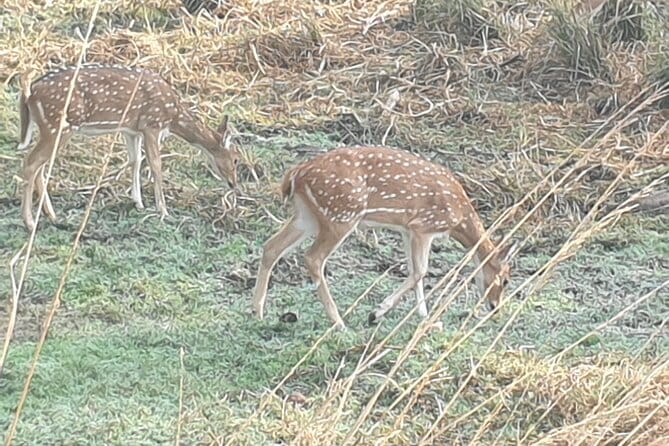 Jaipur Ranthambore Full Day Private Tour - The three-hour road to Sawai Madhopur