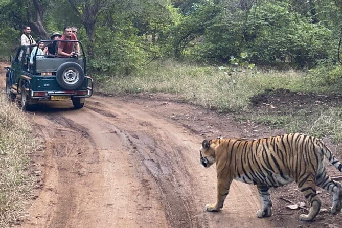 Jaipur Ranthambore Full Day Private Tour - Why the private vehicle helps