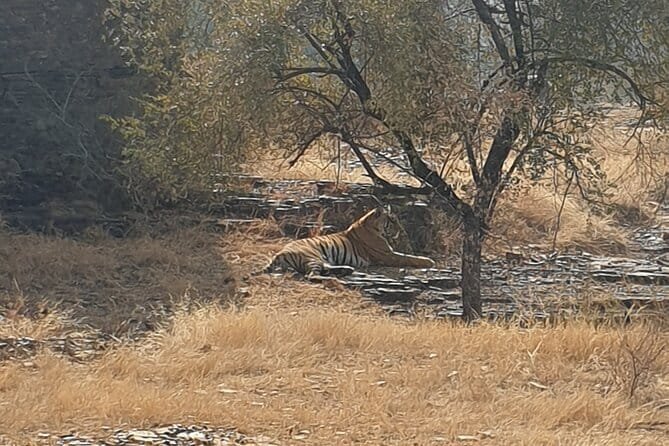 Jaipur Ranthambore Full Day Private Tour - Practical advice for making the day work