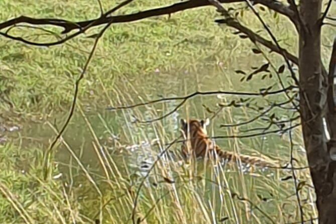 Jaipur Ranthambore Full Day Private Tour - What the Jaipur pickup is really like