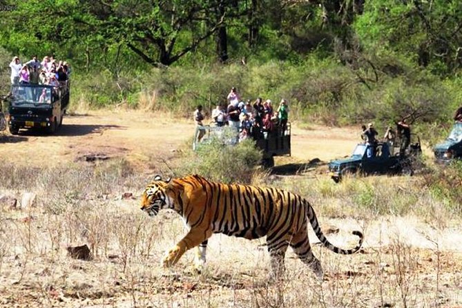 Jaipur Ranthambore Same Day Tour (Ask us on Email before booking) - Why Ranthambore makes a strong Jaipur day trip
