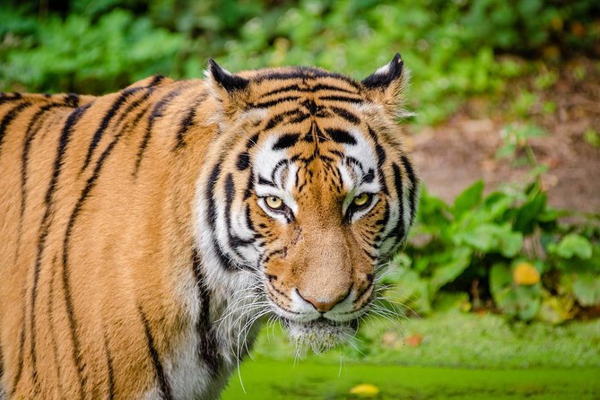 Jaipur Ranthambore Same Day Tour (Ask us on Email before booking) - The private ride from Jaipur