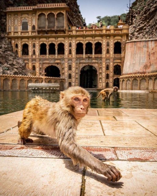 Jaipur sightseeing tour with monkey temple (Galta ji temple) - Key points before you book