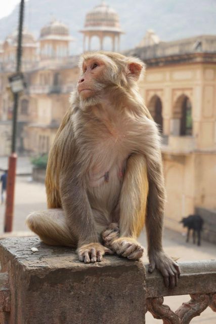 Jaipur sightseeing tour with monkey temple (Galta ji temple) - Jal Mahal, a palace best seen from the shore