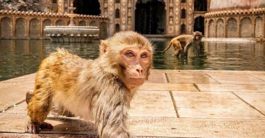 Jaipur sightseeing tour with monkey temple (Galta ji temple) - Amber Fort, Jaipur’s grand opening act
