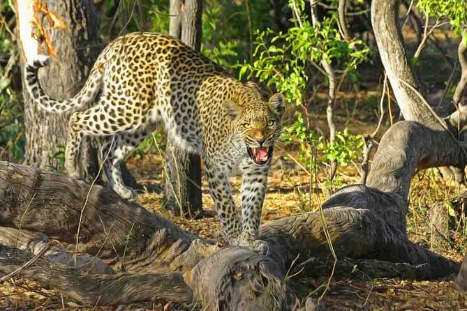 Jaipur to Jhalana Leopard reserve Private Day Trip All Inclusive - Key points to know before booking