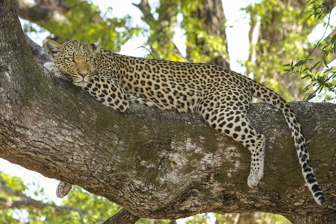Jaipur to Jhalana Leopard reserve Private Day Trip All Inclusive - Why Jhalana makes a good Jaipur wildlife break