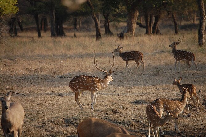 Jaipur to Ranthambore National Park Private One Day Trip - Arriving at Ranthambore National Park