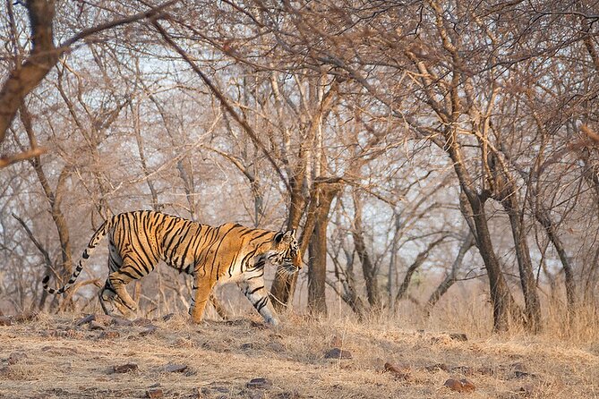 Jaipur to Ranthambore National Park Private One Day Trip - The return drive to Jaipur