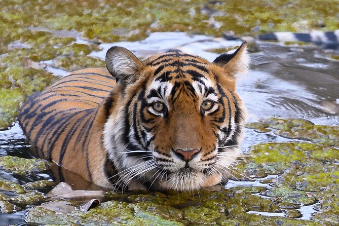 Jaipur to Ranthambore Same Day Tiger Safari - Key points to know before booking