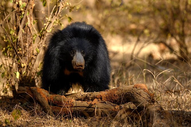 Jaipur to Ranthambore Same Day Tiger Safari - Why this Jaipur to Ranthambore trip works