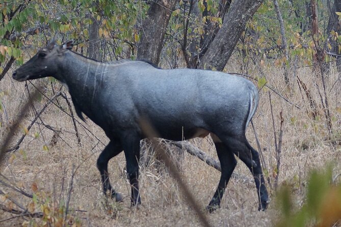Jaipur to Ranthambore Same Day Tiger Safari - Checking in at Ranthambore around 12:30 pm