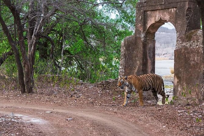 Jaipur to Ranthambore Same Day Tiger Safari - Four hours in the park by Canter
