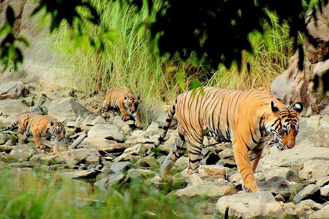 Jaipur to Ranthambore Same Day Tiger Safari - What makes the guides useful