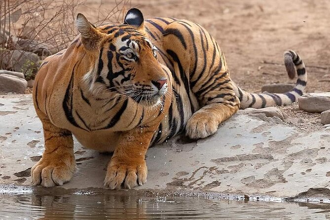 Jaipur to Ranthambore Same Day Tiger Safari - The ride back to Jaipur