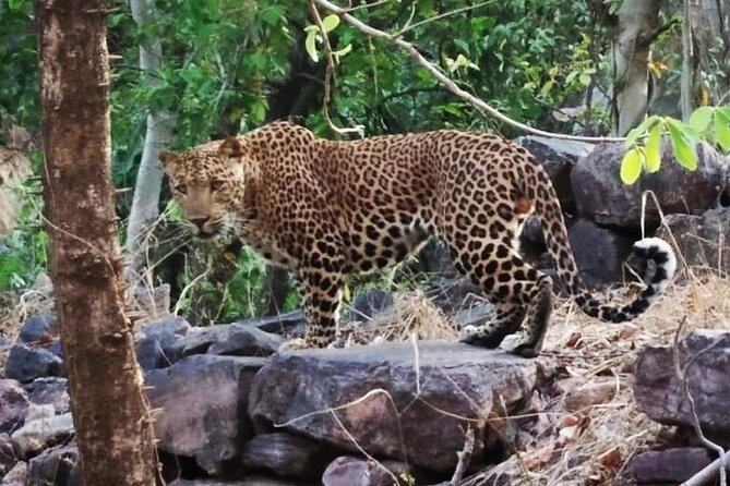 Jaipur to Ranthambore Same Day Tiger Safari - Is $110 a fair price?