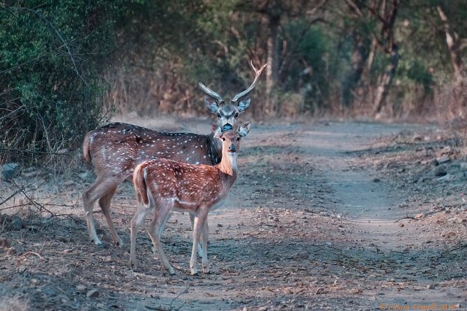 Jaipur to Ranthambore Same Day Tiger Safari - Who should book this day trip?