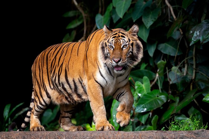 Jaipur to Ranthambore Tiger reserve Safari Day trip All Inclusive - The private Jaipur transfer