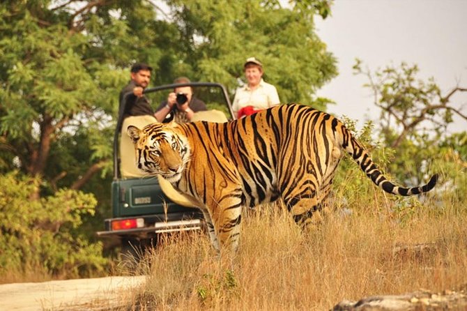 Jaipur to Ranthambore Tiger reserve Safari Day trip All Inclusive - The real cost: time and energy