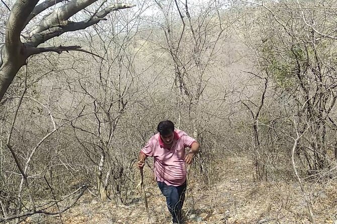 Jaipur Trekking and Hiking Tour with Guide - What Is Included for $56.74
