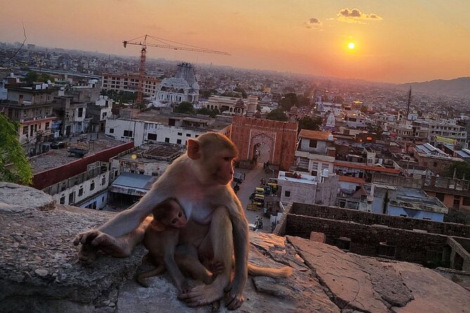 Jaipur Tuk Tuk Sightseeing Tour with Monkey Temple Sunset View - Jal Mahal is a quick but worthwhile roadside view